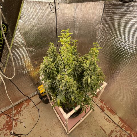 Lucyfur growlog timeline photo