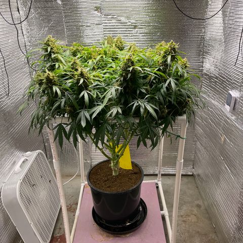Candy Cane growlog timeline photo