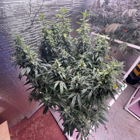 Lucyfur growlog timeline photo