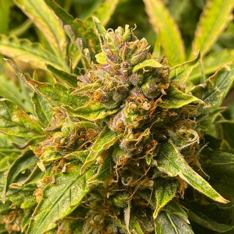 Candy Cane growlog timeline photo