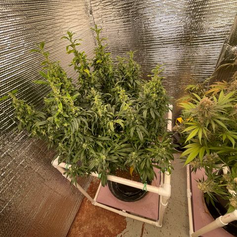 Lucyfur growlog timeline photo