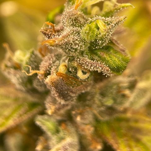 Lucyfur growlog timeline photo