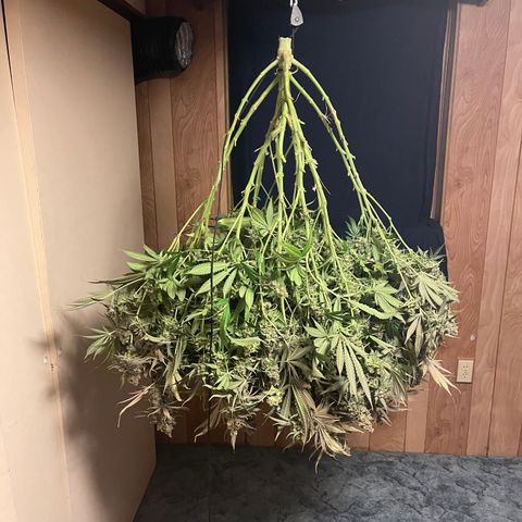 GI Jane growlog timeline photo
