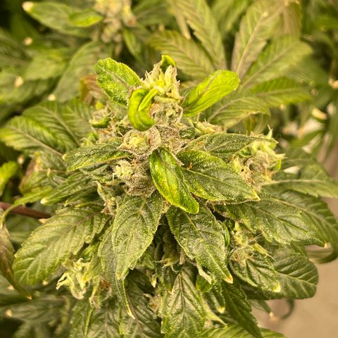 Lucyfur growlog timeline photo