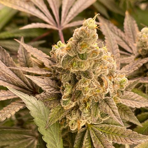 Princess Grodd growlog timeline photo