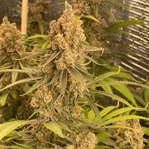 GI Jane growlog timeline photo