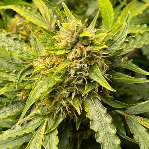 Candy Cane growlog timeline photo