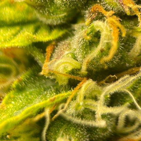Candy Cane growlog timeline photo
