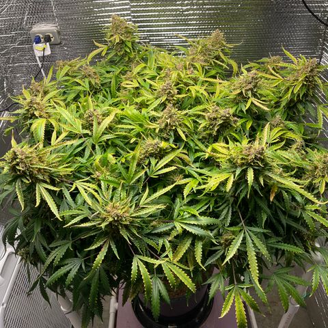Candy Cane growlog timeline photo