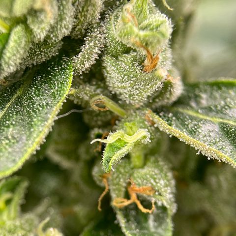 Lucyfur growlog timeline photo
