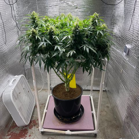 Candy Cane growlog timeline photo