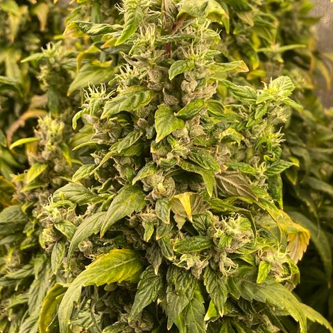 Lucyfur growlog timeline photo