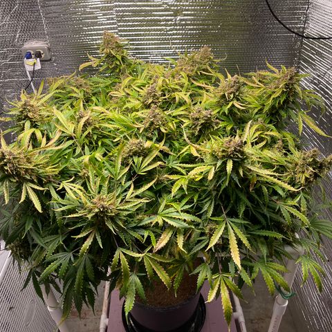 Candy Cane growlog timeline photo