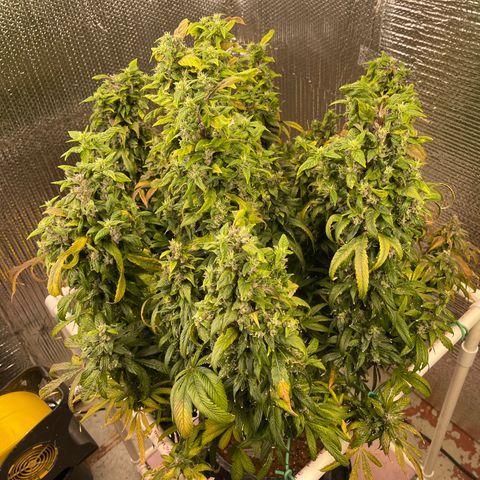 Lucyfur growlog timeline photo