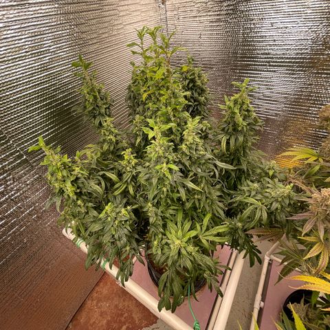Lucyfur growlog timeline photo