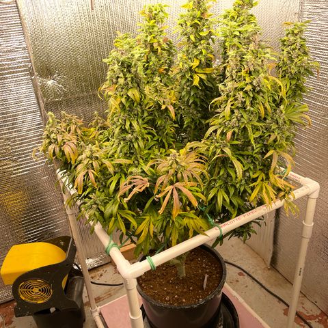 Lucyfur growlog timeline photo