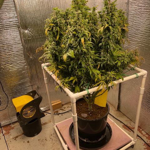 Lucyfur growlog timeline photo