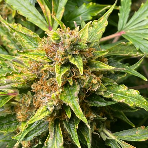 Candy Cane growlog timeline photo