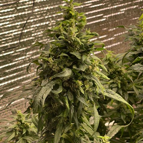 Lucyfur growlog timeline photo