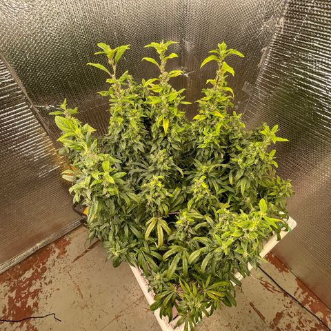 Lucyfur growlog timeline photo