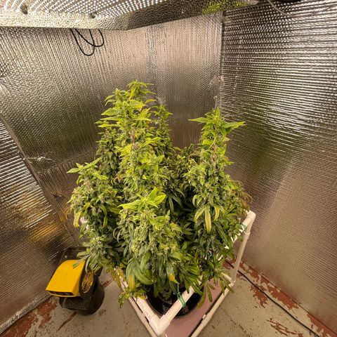 Lucyfur growlog timeline photo