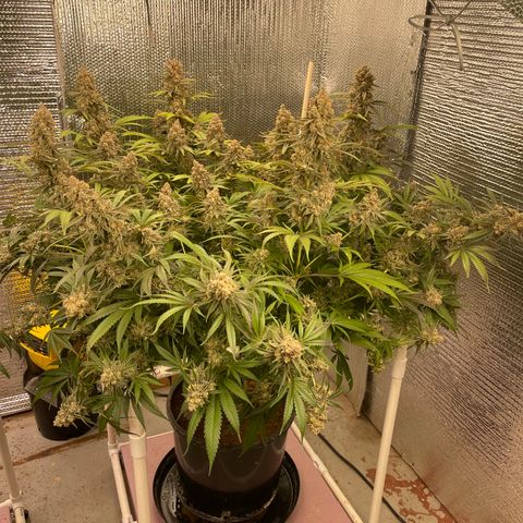 GI Jane growlog timeline photo