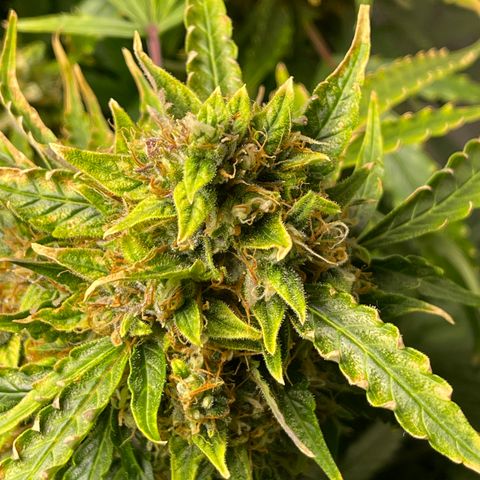 Candy Cane growlog timeline photo