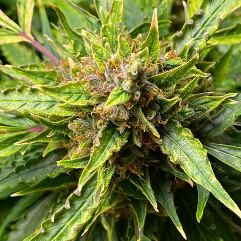 Candy Cane growlog timeline photo