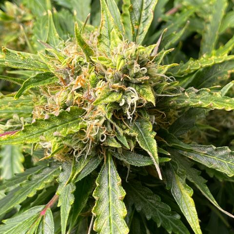 Candy Cane growlog timeline photo