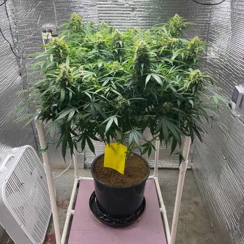 Candy Cane growlog timeline photo
