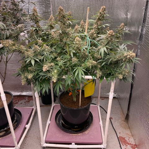 GI Jane growlog timeline photo