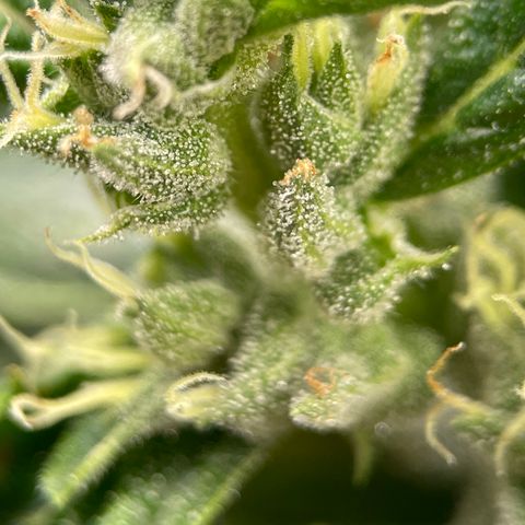 Lucyfur growlog timeline photo