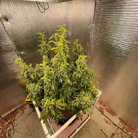 Lucyfur growlog timeline photo