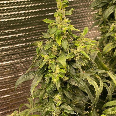 Lucyfur growlog timeline photo