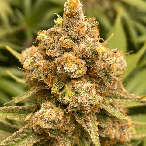 GI Jane growlog timeline photo