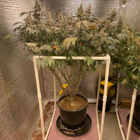 Princess Grodd growlog timeline photo