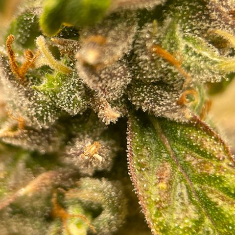 Lucyfur growlog timeline photo