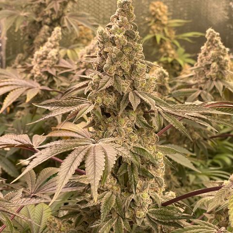 Princess Grodd growlog timeline photo