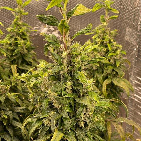 Lucyfur growlog timeline photo