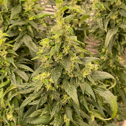 Lucyfur growlog timeline photo