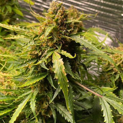 Candy Cane growlog timeline photo