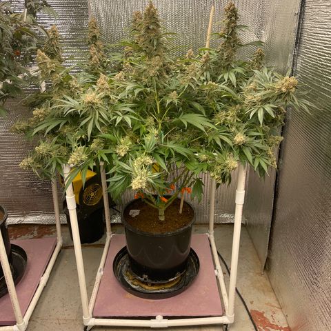 GI Jane growlog timeline photo