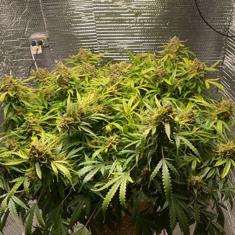 Candy Cane growlog timeline photo