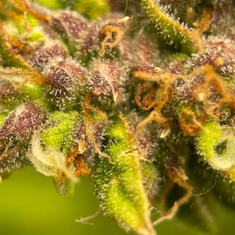 Candy Cane growlog timeline photo