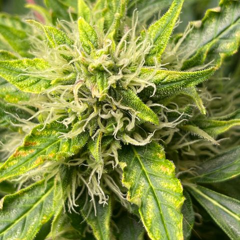 Candy Cane growlog timeline photo
