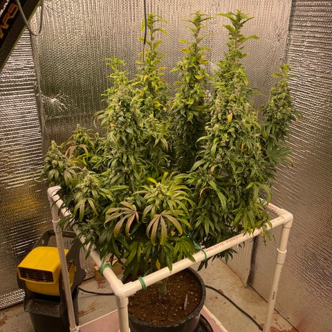 Lucyfur growlog timeline photo
