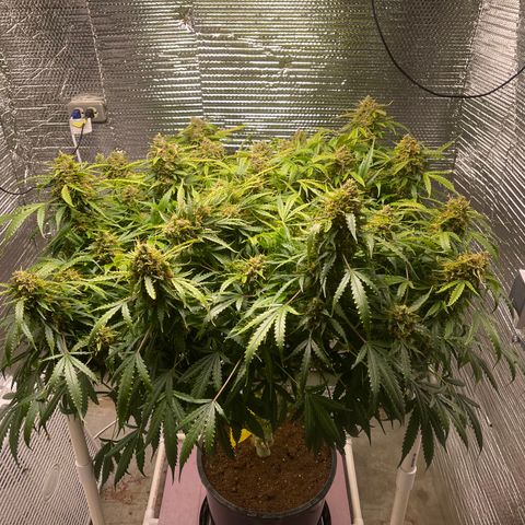 Candy Cane growlog timeline photo