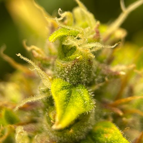 Candy Cane growlog timeline photo