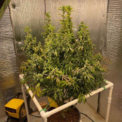 Lucyfur growlog timeline photo