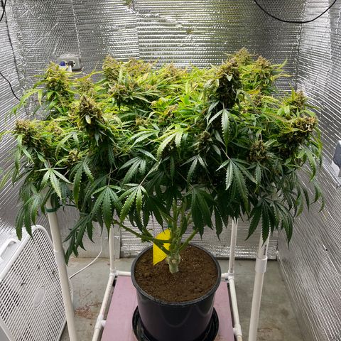 Candy Cane growlog timeline photo